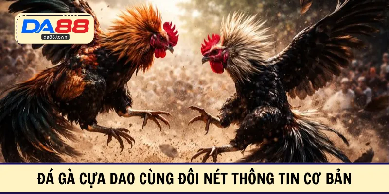 Đá gà cựa dao cùng đôi nét thông tin cơ bản