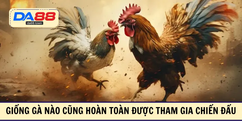 Giống gà nào cũng hoàn toàn được tham gia chiến đấu