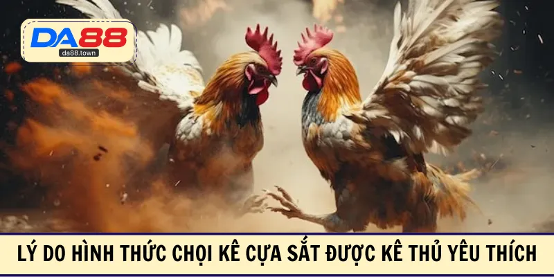 Lý do hình thức chọi kê cựa sắt được kê thủ yêu thích